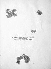Xanthoria parietina image